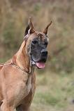 DOGUE ALLEMAND 947